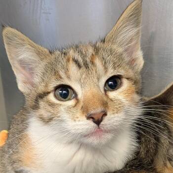 Domestic Short Hair Cats Available for Adoption in Belleville, Illinois - Hen | PetCurious