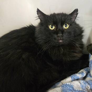 Ollie -  Domestic Short Hair Cat for Adoption in Lakewood, Colorado - Ollie | PetCurious