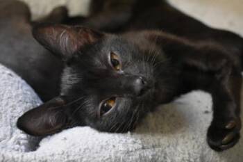 Empress -  Domestic Short Hair Cat for Adoption in Kansas City, Missouri - Empress | PetCurious