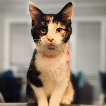 Domestic Short Hair Cats Available for Adoption - Ruffian | PetCurious