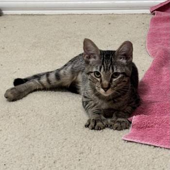 Rescue Tabby Cats for Adoption in Allen, Texas - Martie | PetCurious