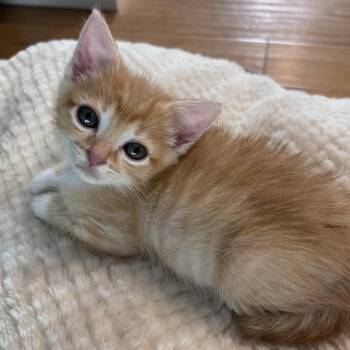 Jubilee -  Domestic Short Hair Cat for Adoption in Davenport, Iowa - Jubilee | PetCurious