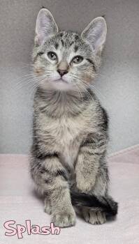 Splash (Offsite @ Feeder MLK/Jolly) -  Domestic Short Hair Cat for Adoption in Mason, Michigan - Splash (Offsite @ Feeder MLK/Jolly) | PetCurious