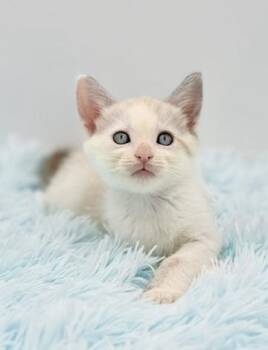 Fugitive -  Ragamuffin and Siamese Cat for Adoption in Covington, Louisiana - Fugitive | PetCurious