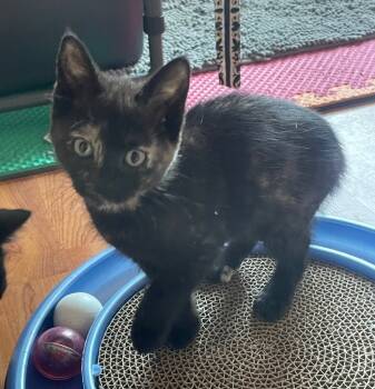 Rescue Domestic Short Hair Cats for Adoption in San Antonio, Texas - Kiwi | PetCurious