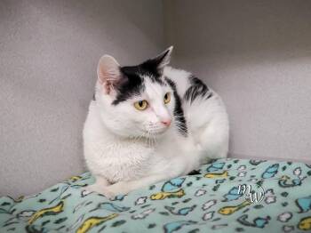 Domestic Short Hair Cats Available for Adoption - RAYNA | PetCurious