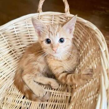 Basket Case -  American Shorthair Cat for Adoption in Greenfield, Indiana - Basket Case | PetCurious