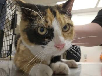 Rescue Domestic Short Hair Cats for Adoption in South Bend, Indiana - Margot | PetCurious