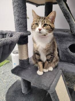 Domestic Short Hair Cats Available for Adoption in Angola, Indiana - Lilo | PetCurious