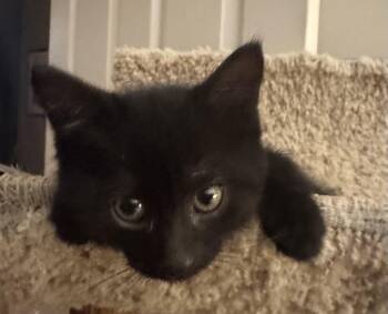 Coal -  Domestic Short Hair Cat Available for Adoption in Pickering, Ontario - Coal | PetCurious