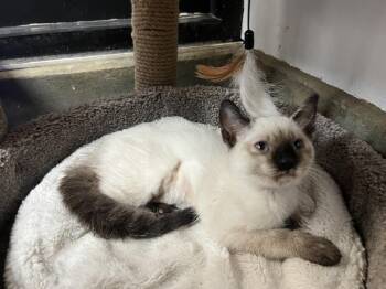Twizzle -  Siamese Cat for Adoption in Palmetto, Florida - Twizzle | PetCurious