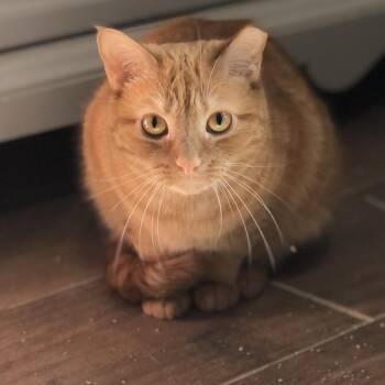 Rescue Domestic Short Hair Cats for Adoption in Atoka, Tennessee - Scarlett - Shy | PetCurious