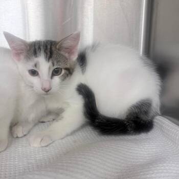 Moo -  Domestic Short Hair Cat for Adoption in Jupiter, Florida - Moo | PetCurious