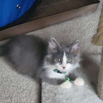 Beedle the Bard -  Domestic Medium Hair Cat for Adoption in Fredericksburg, Virginia - Beedle The Bard | PetCurious