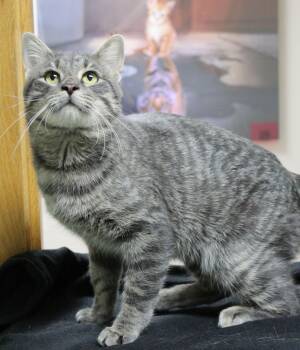 Rescue Domestic Short Hair Cats for Adoption in Portage, Wisconsin - Joker | PetCurious
