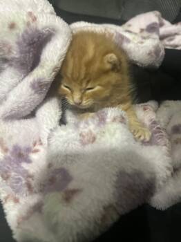Ludo -  Domestic Short Hair Cat for Adoption in The Woodlands, Texas - Ludo | PetCurious