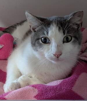 Rescue Domestic Short Hair Cats for Adoption in St. Augustine, Florida - Miller | PetCurious