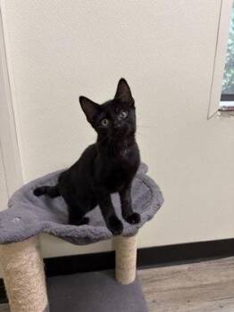 Mary -  American Shorthair Cat for Adoption in Cashiers, North Carolina - Mary | PetCurious