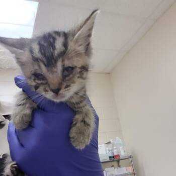 SCFL-Stray-66996_2_3 -  Domestic Short Hair Cat for Adoption in Lake Panasoffkee, Florida - SCFL-Stray-66996_2_3 | PetCurious