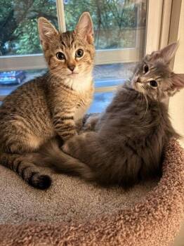 Teddy & Taylor *BONDED* -  Domestic Short Hair Cat Available for Adoption in Herndon, Virginia - Teddy & Taylor *BONDED* | PetCurious