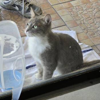 Charms -  Domestic Short Hair Cat for Adoption in West Palm Beach, Florida - Charms | PetCurious