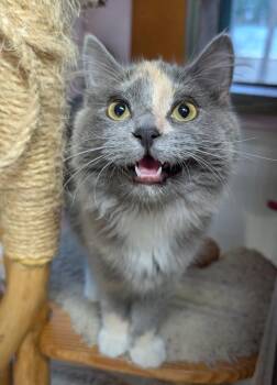 Domestic Short Hair Cats Available for Adoption in Shelton, Washington - Mochi | PetCurious