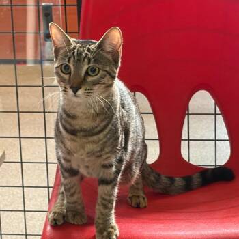 Surprise -  Domestic Short Hair Cat for Adoption in Sarasota, Florida - Surprise | PetCurious