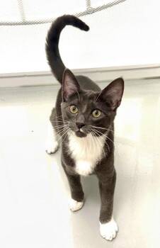 Tuxedo Cats Available for Adoption in Westlake Village, California - Tempo | PetCurious