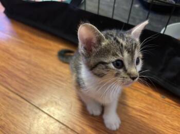 Freya -  Domestic Short Hair Cat Available for Adoption in Lancaster, California - Freya | PetCurious