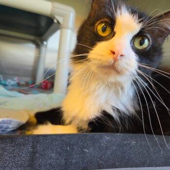 Sylvia -  Domestic Long Hair Cat for Adoption in Rock Falls, Illinois - Sylvia | PetCurious