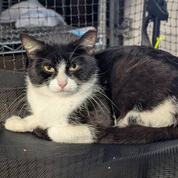 Domestic Short Hair Cats Available for Adoption in Long Beach, California - Apple Blossom | PetCurious