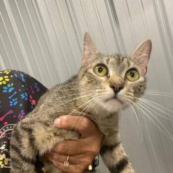 Magenta -  Domestic Short Hair Cat for Adoption in Parrish, Alabama - Magenta | PetCurious