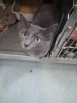 Quinn-eth Pawtrow -  Domestic Short Hair Cat for Adoption in Berryville, Virginia - Quinn-eth Pawtrow | PetCurious