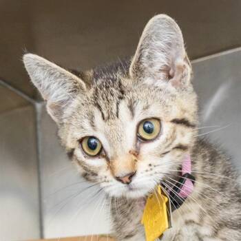 MYRTLE -  Domestic Short Hair Cat for Adoption in St. Louis, Missouri - MYRTLE | PetCurious