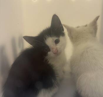 Guppy -  Domestic Short Hair Cat for Adoption - Guppy | PetCurious