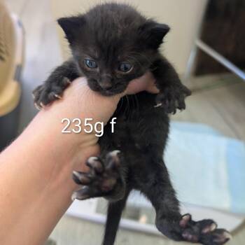 Poppy -  Domestic Short Hair Cat for Adoption in Emporia, Kansas - Poppy | PetCurious