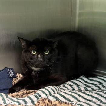 HERRING -  Domestic Short Hair Cat for Adoption in Barnstable, Massachusetts - HERRING | PetCurious