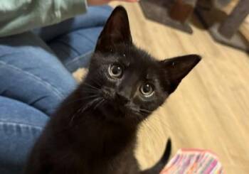 Elijah -  Domestic Short Hair Cat for Adoption in Harbor Springs, Michigan - Elijah | PetCurious
