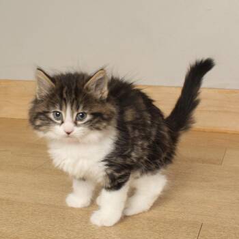Cluster C70311 -  Domestic Long Hair Cat for Adoption in Minnetonka, Minnesota - Cluster C70311 | PetCurious