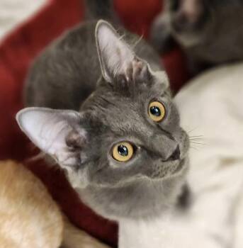 Rescue Domestic Short Hair Cats for Adoption in Sterling, Virginia - Meatball | PetCurious