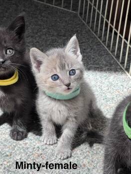 Domestic Medium Hair and Siamese Cats Available for Adoption in Crystal Lake, Illinois - Minty | PetCurious