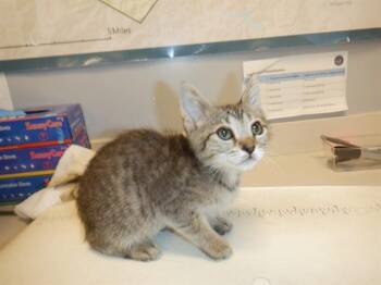 ZYRA -  Domestic Short Hair Cat for Adoption in San Jose, California - ZYRA | PetCurious