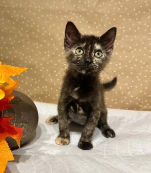 Dazzle -  Domestic Medium Hair Cat for Adoption in Groveland, Massachusetts - Dazzle | PetCurious