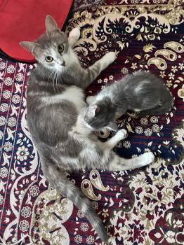Mama Mew -  Domestic Short Hair Cat for Adoption in Virginia Beach, Virginia - Mama Mew | PetCurious
