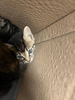 Rescue Domestic Short Hair Cats for Adoption in Fort Walton Beach, Florida - A233032 | PetCurious