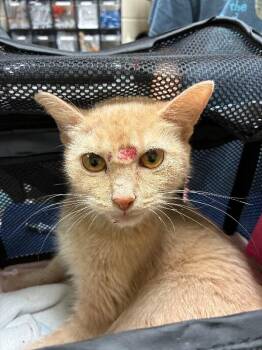 Honeymoon -  Domestic Short Hair Cat for Adoption in Cincinnati, Ohio - Honeymoon | PetCurious