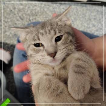 Yosemite -  Domestic Short Hair Cat for Adoption in Dearborn, Michigan - Yosemite | PetCurious