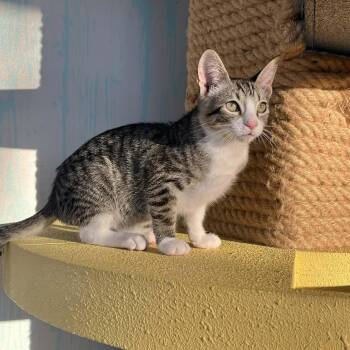 American Shorthair Cats Available for Adoption - Bowser - Kitten Perfection | PetCurious