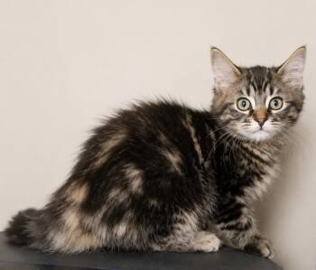 BBQ -  Domestic Long Hair and Tabby Cat for Adoption in Homer Glen, Illinois - BBQ | PetCurious