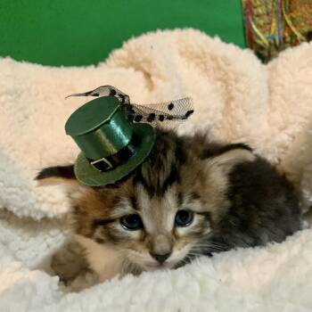 Domestic Medium Hair Cats Available for Adoption in Evansville, Indiana - Charlie | PetCurious